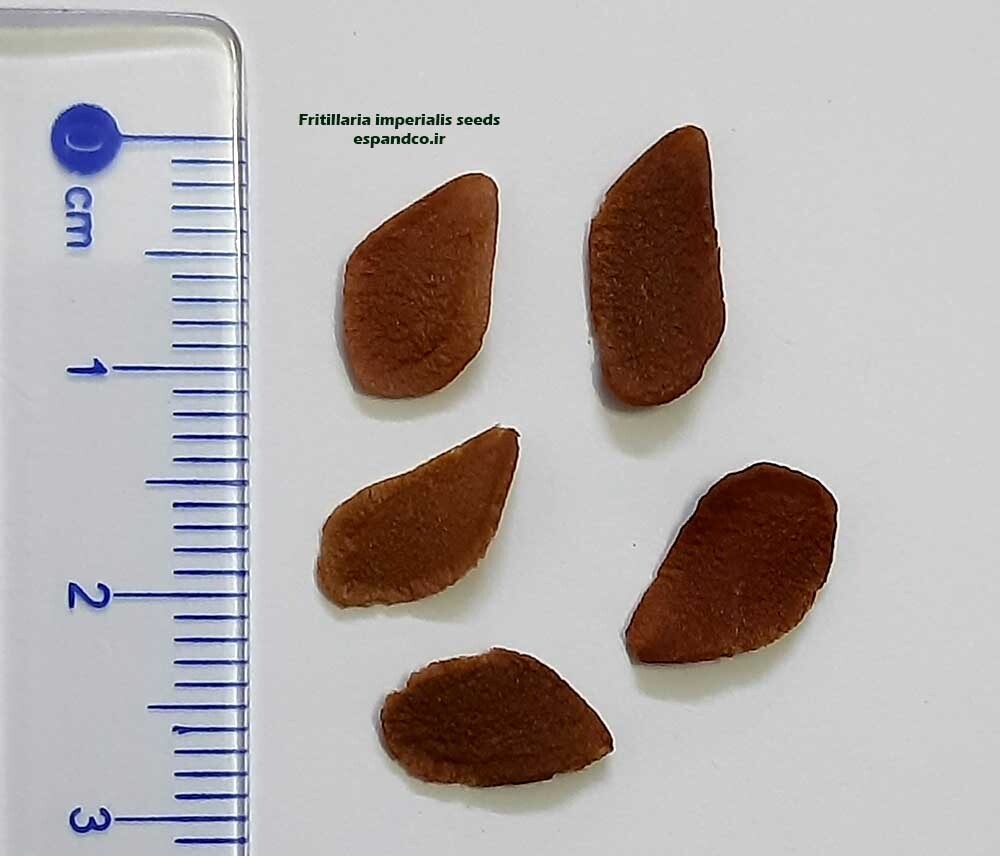  Fritillaria imperialis seeds 